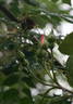 DLFED 3 rose photo