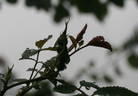 DLFED 3 rose photo