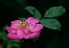 DLFED 3 rose photo