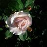 ΣN4b rose photo