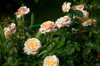 Sue Hipkin rose photo