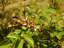 <I>Rosa fujisanensis</I> Makino rose photo