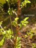 <I>Rosa fujisanensis</I> Makino rose photo