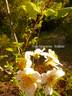 <I>Rosa fujisanensis</I> Makino rose photo