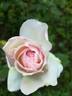 Duchesse de la Mothe-Houdancourt rose photo