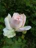 Duchesse de la Mothe-Houdancourt rose photo