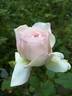 Duchesse de la Mothe-Houdancourt rose photo