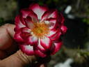 Hula Hoop rose photo