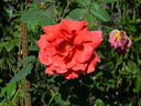 Grande Duchesse Charlotte rose photo
