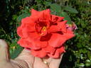 Grande Duchesse Charlotte rose photo