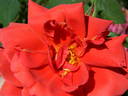 Grande Duchesse Charlotte rose photo