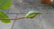 William R. Smith rose photo