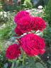 Rose des 4 vents ® rose photo