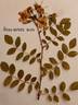 <i>Rosa sertata</i> Rolfe rose photo
