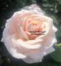 Brindabella Jewel rose photo