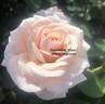 Brindabella Dawn rose photo