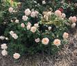 Brindabella Dawn rose photo