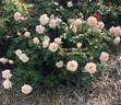 Brindabella Jewel rose photo