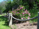 Metis rose photo