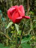 Grande Duchesse Charlotte rose photo