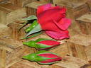 Grande Duchesse Charlotte rose photo