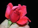 Grande Duchesse Charlotte rose photo
