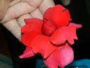 Grande Duchesse Charlotte rose photo