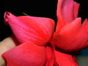 Grande Duchesse Charlotte rose photo