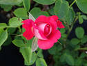 Scherzo ® rose photo