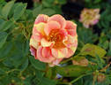 Ann Harder rose photo
