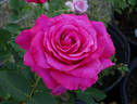 April Moon ™ rose photo