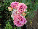 Emma Haftl rose photo