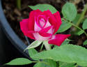 Fire 'n' Ice ™ rose photo