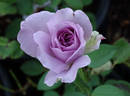 Intermezzo rose photo