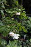 Patricia Macoun rose photo