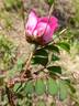 <i>Rosa bella</i> Rehder rose photo