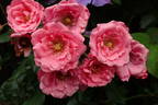 Bella Rosa ® rose photo