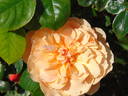 Gret's Joy rose photo