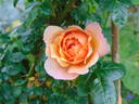Gret's Joy rose photo