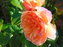 Gret's Joy rose photo