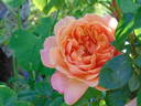 Gret's Joy rose photo