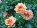 Gret's Joy rose photo