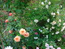 Gret's Joy rose photo