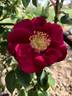 AKA 108-18 rose photo