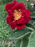 AKA 108-18 rose photo