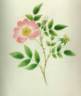 Canina rose photo