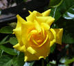 Lowell Thomas rose photo