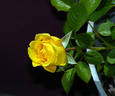 Lowell Thomas rose photo