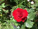Potala™ rose photo
