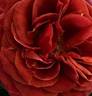 Brown Velvet rose photo